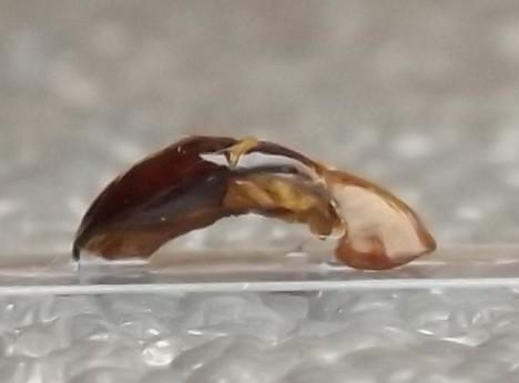 Rhabdotis bouchardi